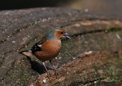 David Plant Photography - Wildlife Photographer - Chaffinch male - I
